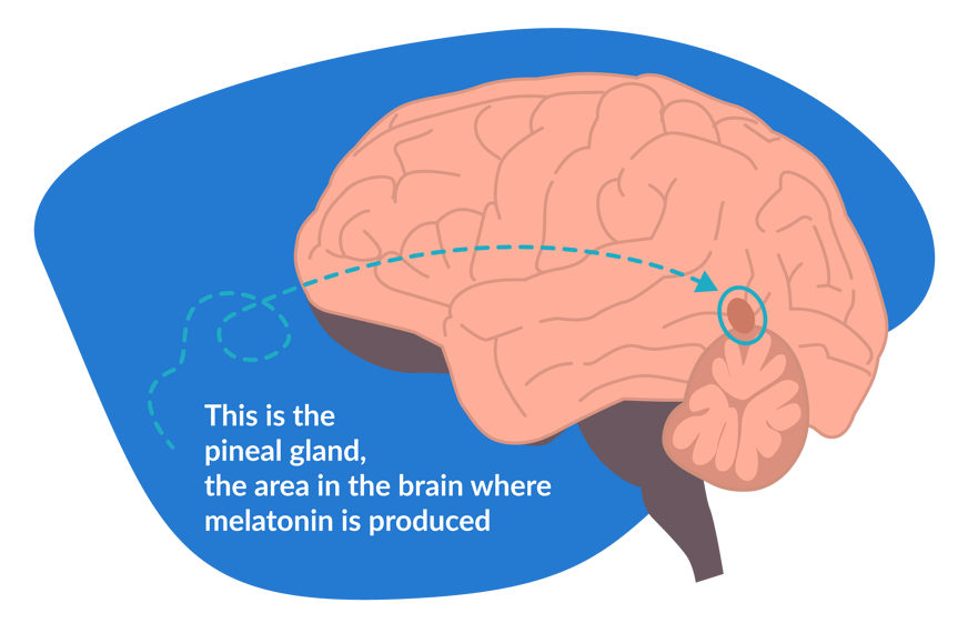 Melatonin production in the brain